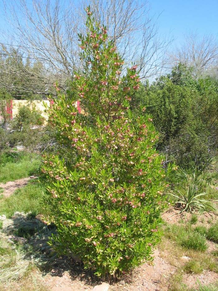 Dodonaea viscosa Green (Green Hop Bush)