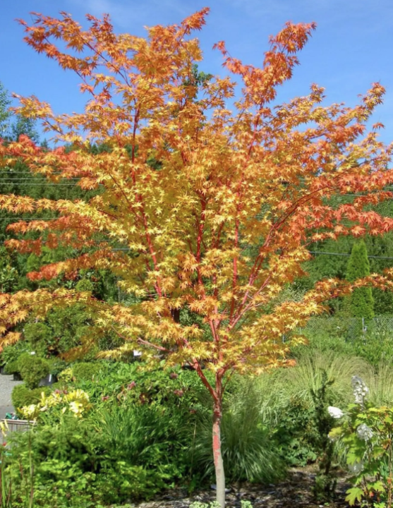 Acer palmatum 'Senkaki' (Coral Bark Maple)