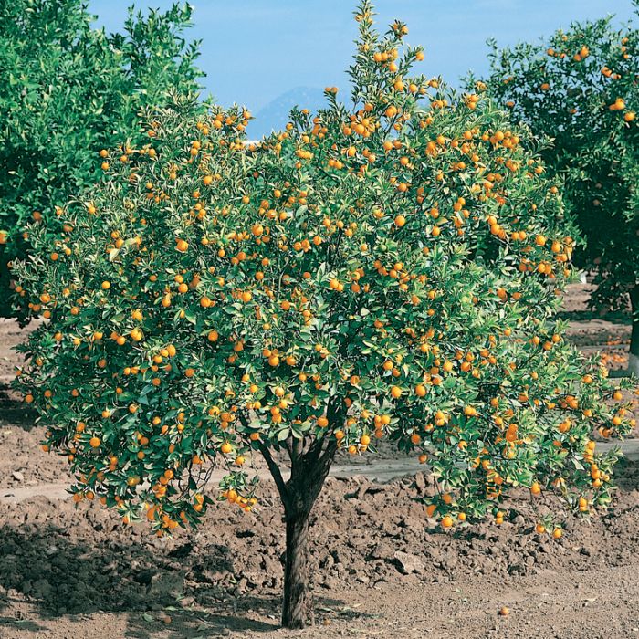 Citrus Japonica 'Meiwa' (Meiwa Kumquat) GRAFTED