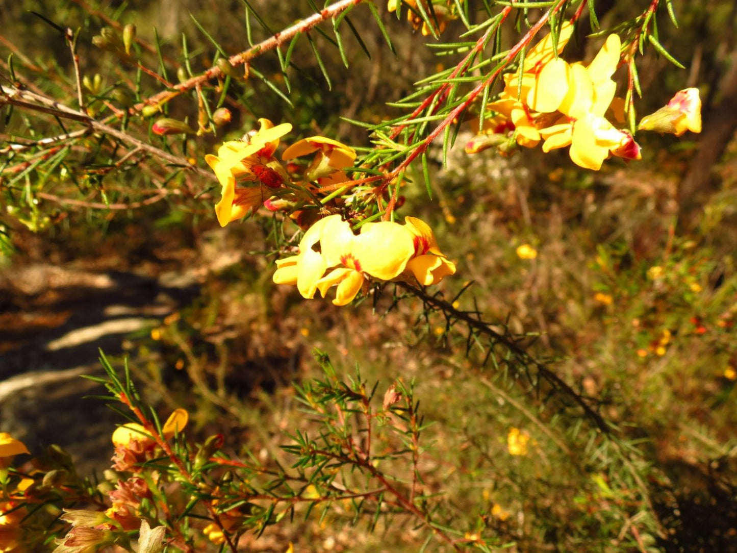 Dillwynia retorta (Egg and Bacon Pea / Twist-leaf Dillwynia)