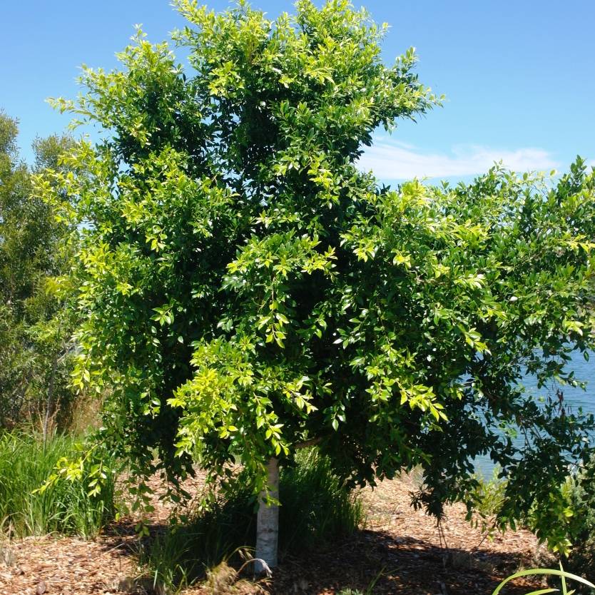 Ficus Microcarpa (Hillii)