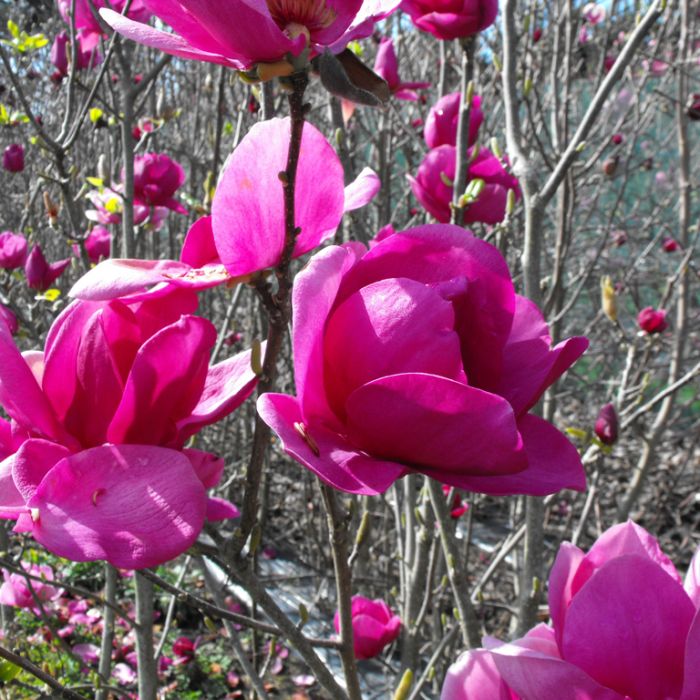 Magnolia ‘Cleopatra’