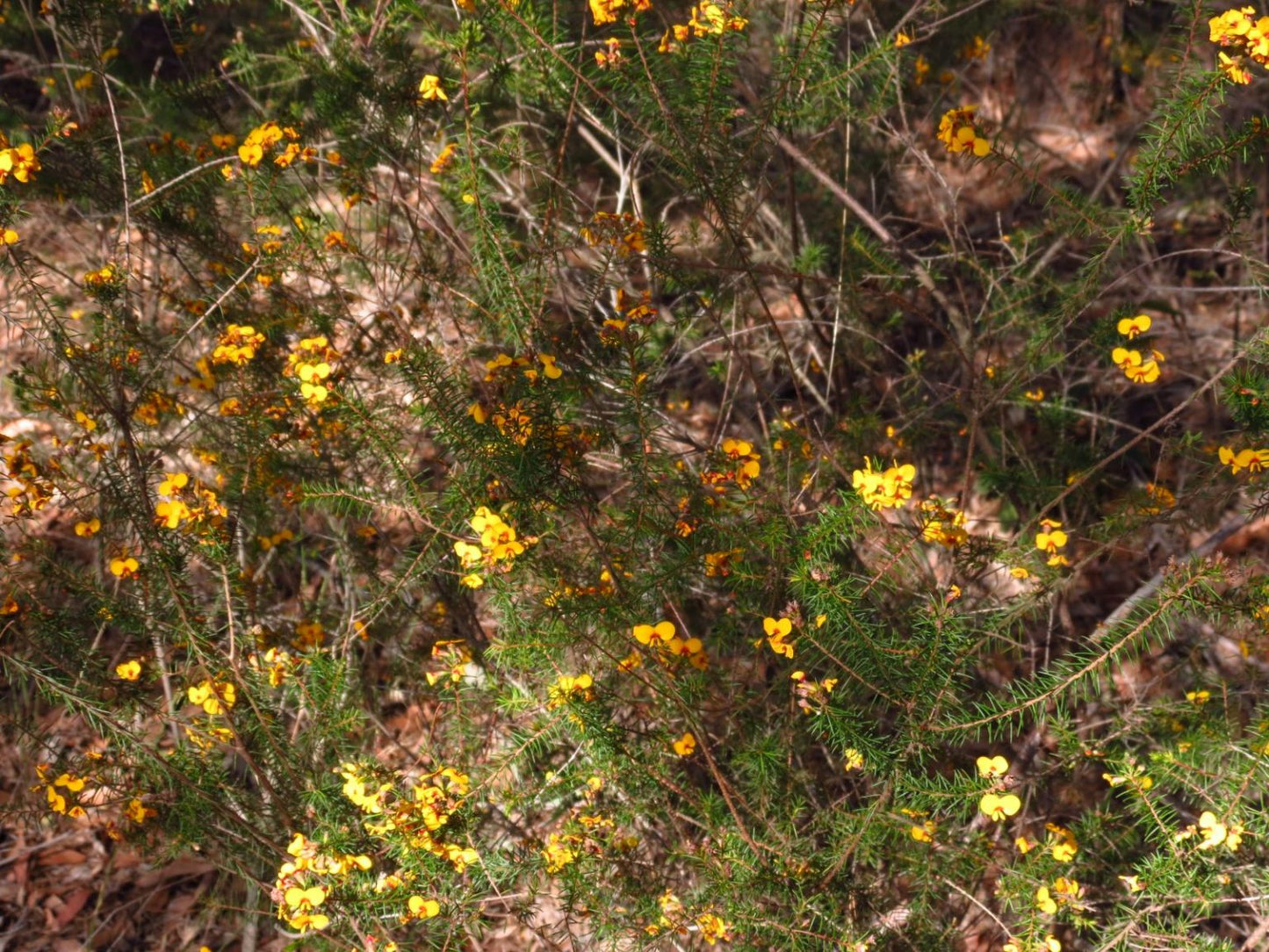 Dillwynia retorta (Egg and Bacon Pea / Twist-leaf Dillwynia)