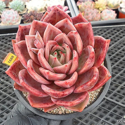 Echeveria 'Red Champagne'
