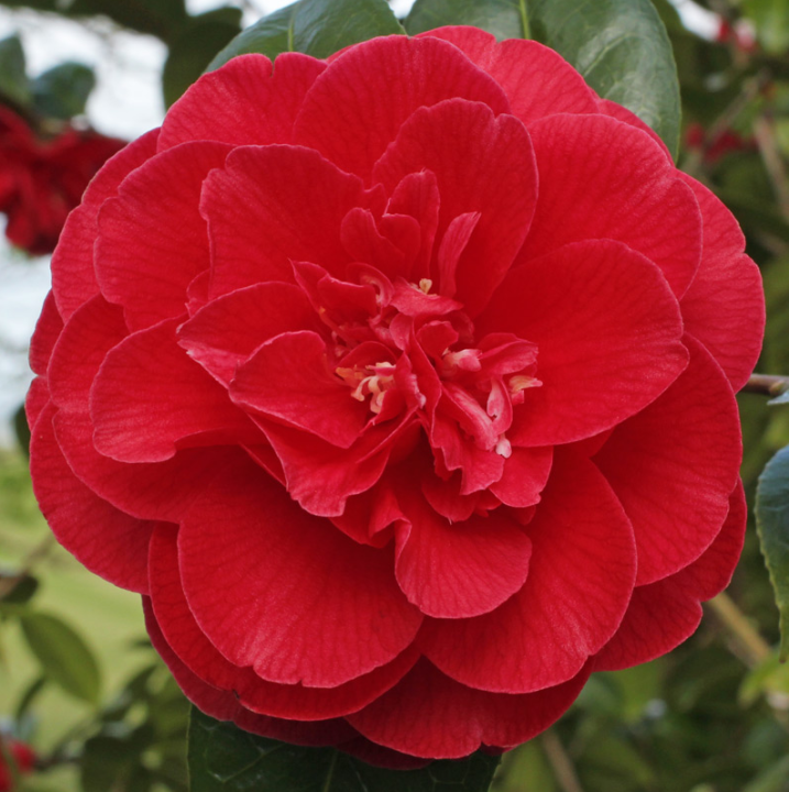 Camellia japonica ‘Dixie Knight’