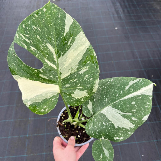 Monstera deliciosa variegata Thai Constellation