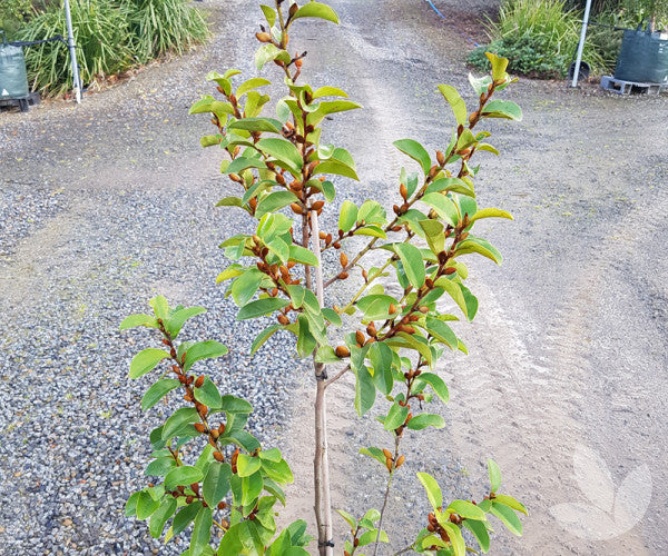 Magnolia ‘Parcleo’ Paradise® Princess Cleopatra (Magnolia)