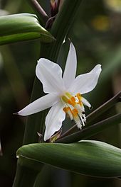 Arthropodium Cirratum (Renga Renga Lily)