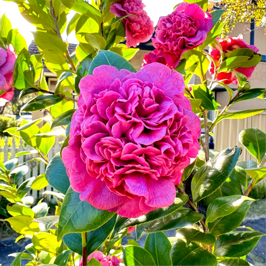 Camellia Japonica (Dona Herzilia)