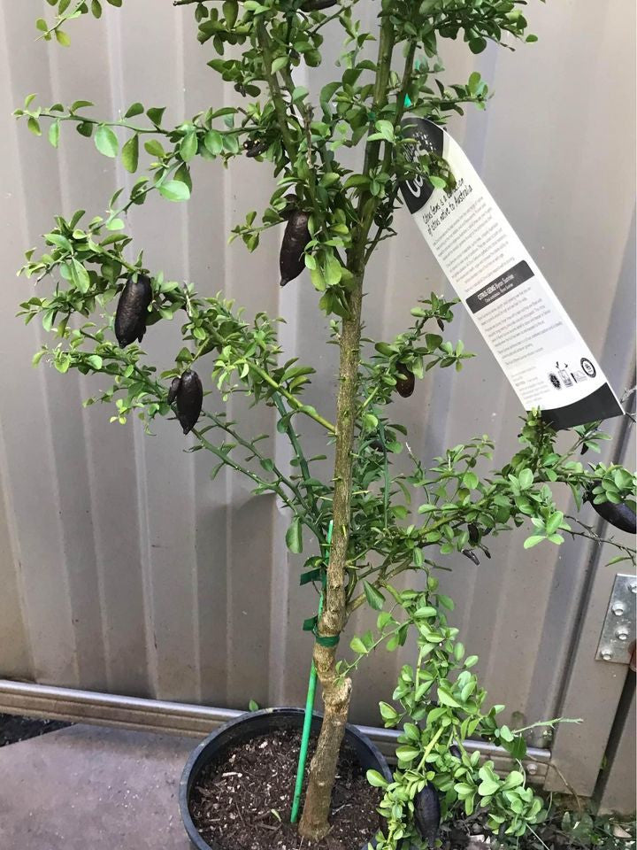 Citrus australasica ‘Byron Sunrise’ (Finger Lime)