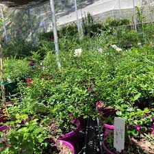 Citrus australasica ‘Byron Sunrise’ (Finger Lime)