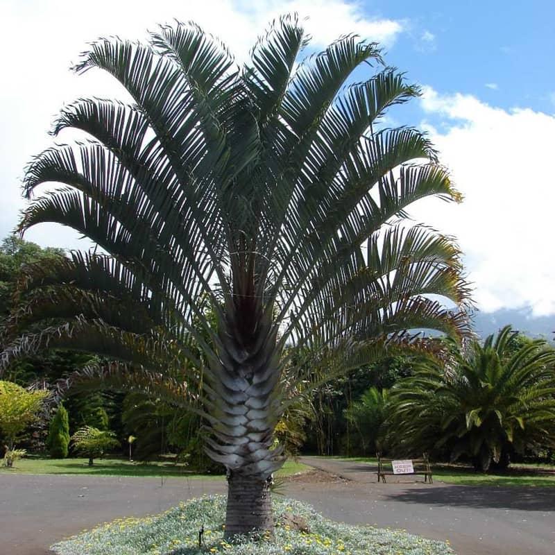 Chrysalidocarpus Decaryi (Triangle Palm)
