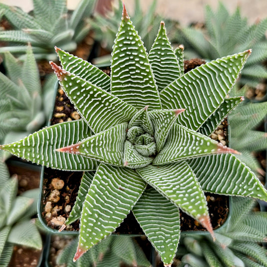 Haworthia limifolia ‘White Spider’ (Spider White Haworthia)