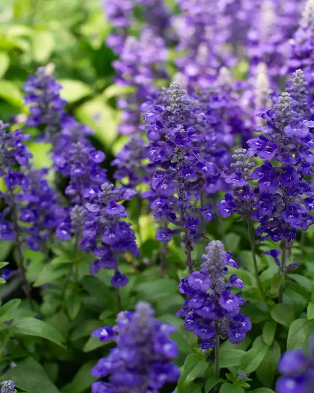 Salvia ‘Sallyfun Blue’ (SALLYFUN™ Blue Lagoon Sage)