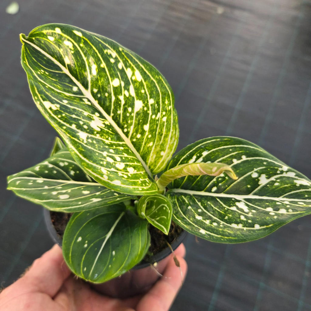 Aglaonema ‘Toms Pride’ (Chinese Evergreen)