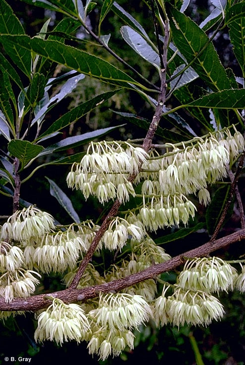Elaeocarpus grandis (Blue Quandong)