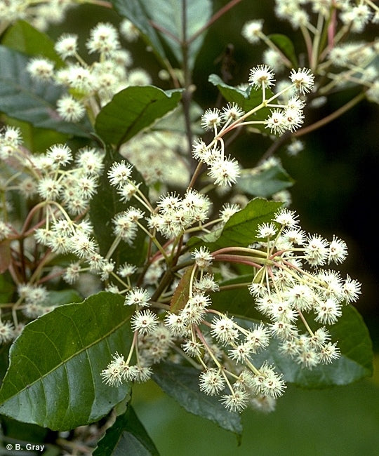 Pullea stutzeri (Hard Alder)