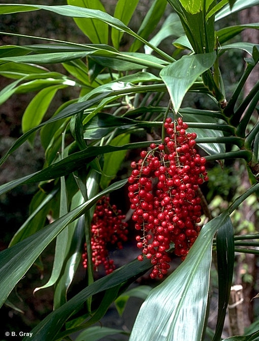 Cordyline manners-suttoniae (Giant Palm Lily)