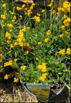 Chrysocephalum Apiculatum (Yellow Buttons)