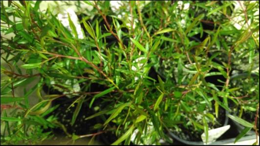 Leptospermum Petersonii (Lemon Scented Tea Tree)