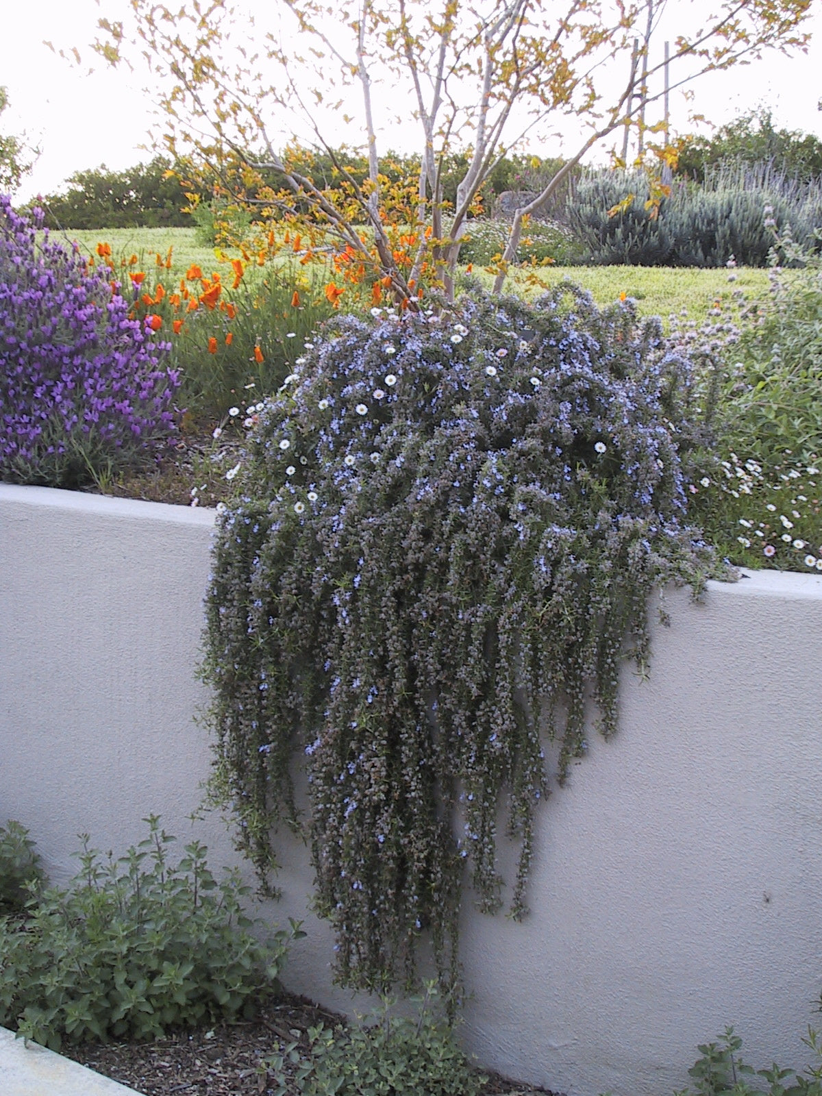Rosmarinus Officinalis 'Irene' (Irene Rosemary)