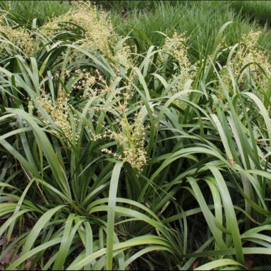 Lomandra hystrix ‘Tropic Cascade™’ – Hardy Mat Rush