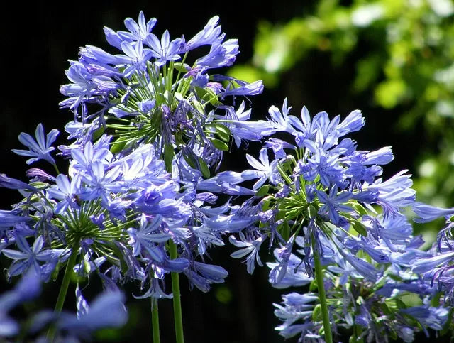 Agapanthus ‘Fairy Blue’ (Lily of the Nile)