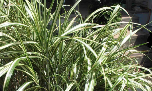 Miscanthus Sinensis ‘Cabaret’