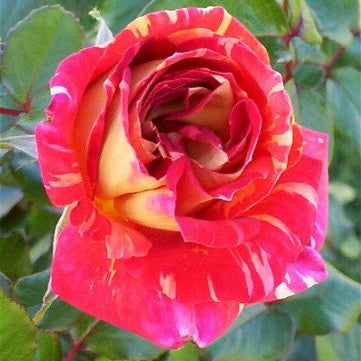 Rosa ‘Harry Wheatcroft’ (Hybrid Tea Rose)