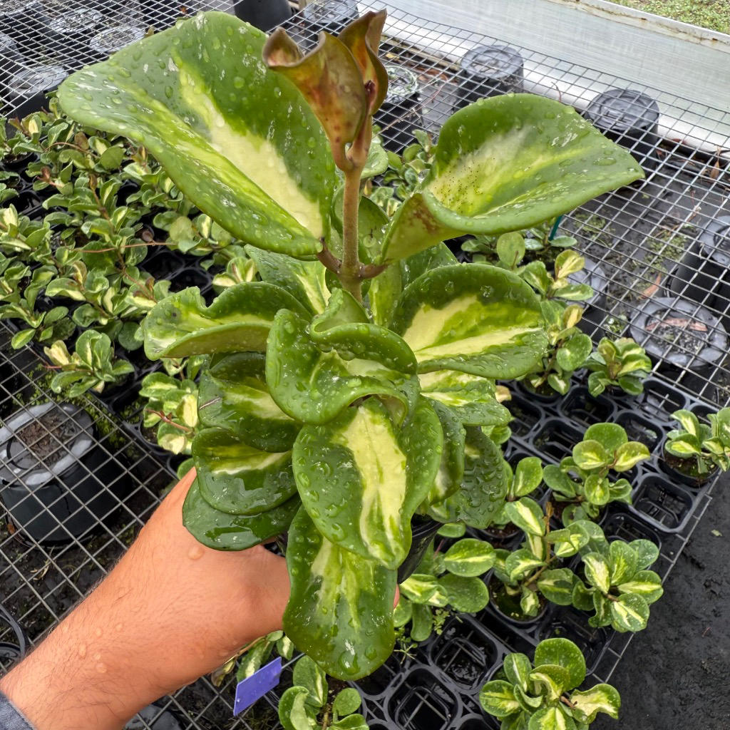 Hoya obovata ‘Variegata’ (Wax Plant)
