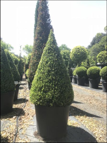Buxus Microphylla Japonica (Japanese Box)