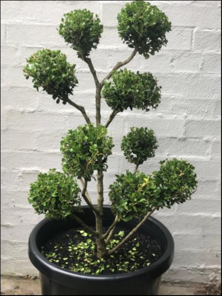 Cupressocyparis Leylandii 'Leighton Green' (Leighton Green Conifer – Cloud Tree Form)