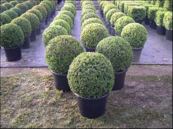 Buxus Faulkner (Faulkner Box)