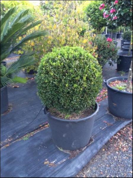 Buxus bodinieri (Shaggy Box)