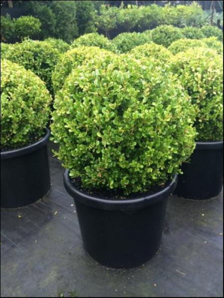 Buxus Microphylla Japonica (Japanese Box)
