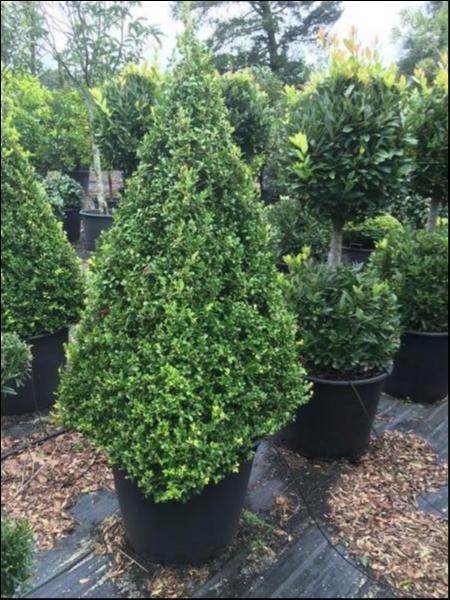 Buxus Microphylla Japonica (Japanese Box)