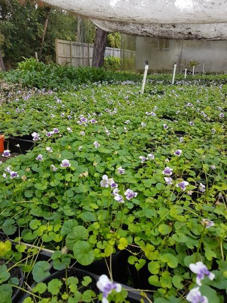 Viola Hederacea (Ivy-leaved Violet / Native Violet)