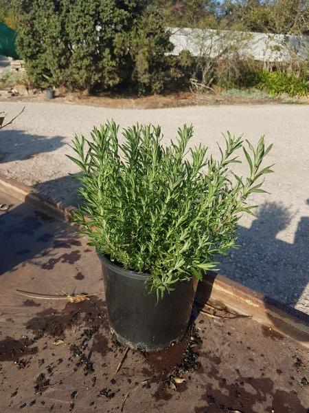 Lavandula Stoechas ‘Avonview’ (Avonview Lavender)