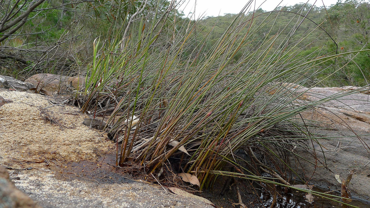 Chorizandra cymbaria (Heron Bristle Brush)
