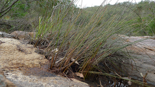 Chorizandra cymbaria (Heron Bristle Brush)