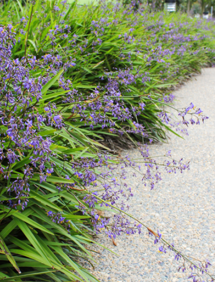 Dianella Caerulea ‘Little Jess’ (Flax Lily)