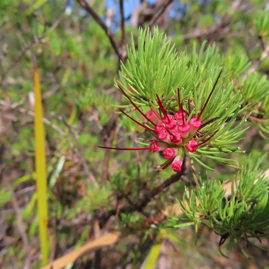 Darwinia Fascicularis (Clustered Darwinia)
