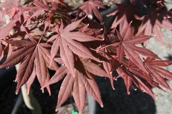 Acer Palmatum 'Okagami' (upright)