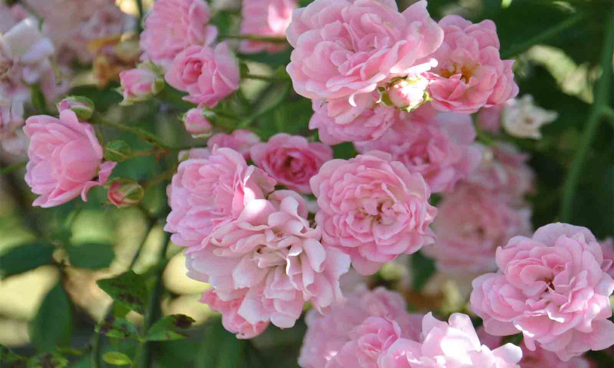 Rosea Pink – Fragrant Pink Roses & Classic Beauty | Nursery Warehouse ...