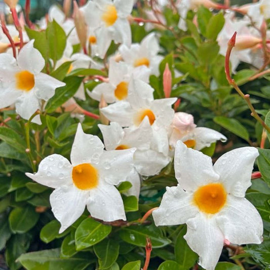 Mandevilla 'Aloha Bright White' (Mandevilla)