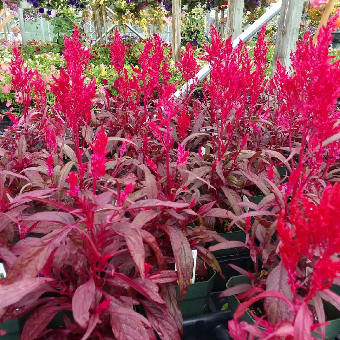 Celosia Argentea ‘Dragon’s Breath’ (Dragon’s Breath Celosia)