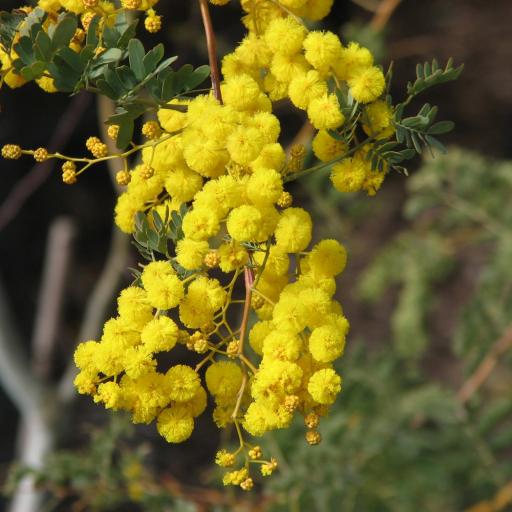 Acacia Spectabilis (Mudgee Wattle)