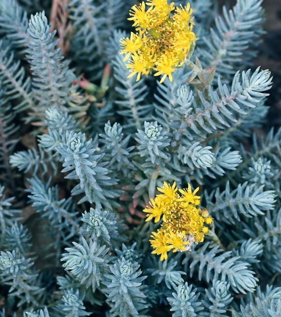 Sedum Rupestre ‘Blue Spruce’ (Blue Spruce Stonecrop)