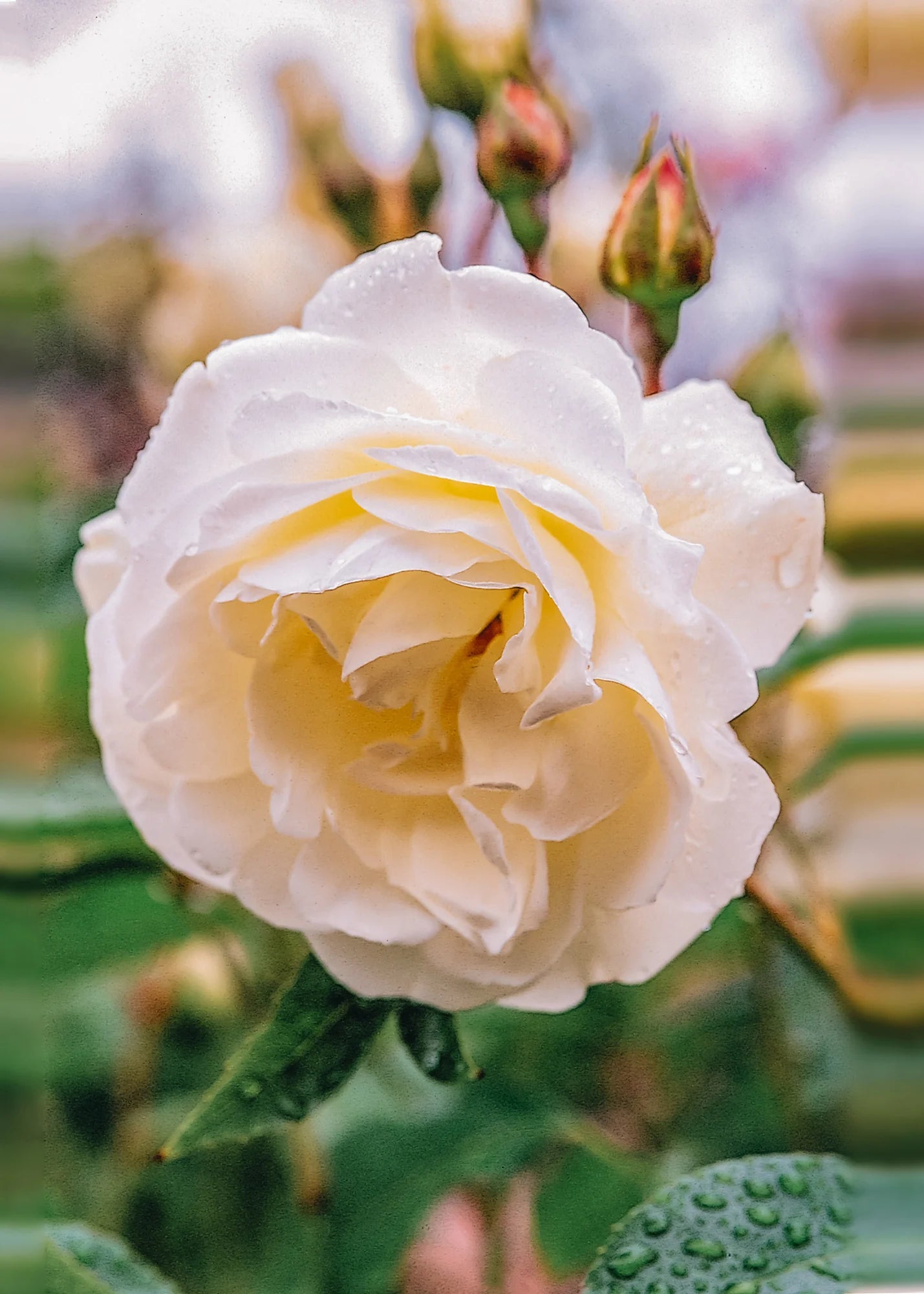 Rosa ‘Iceberg’ (Iceberg Patio Standard Floribunda Rose)