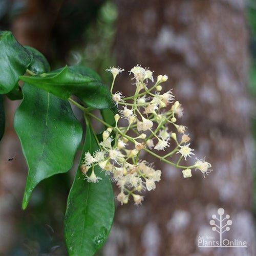 Acmena Smithii (Lilly Pilly)